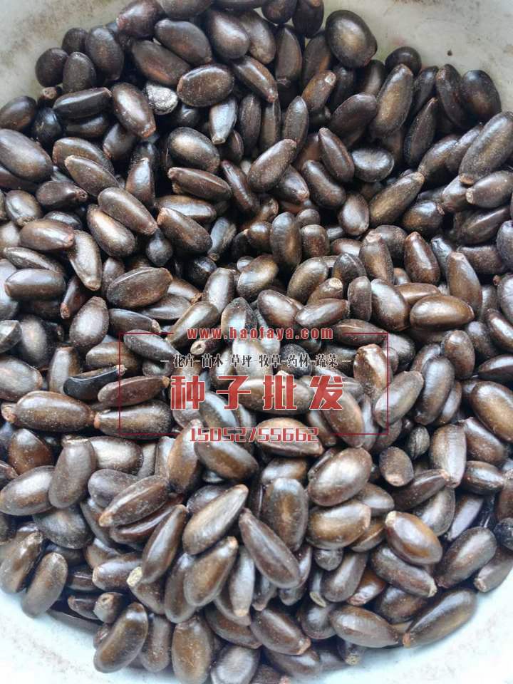 番荔枝種子批發(fā)價格