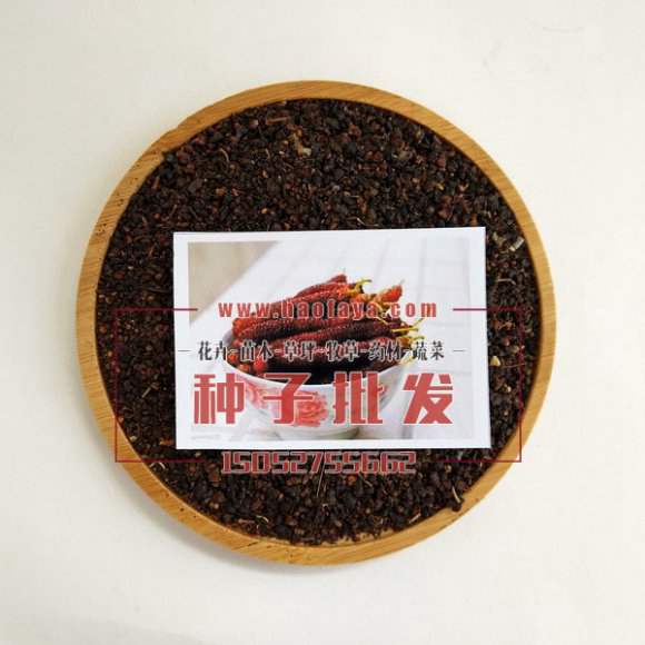 臺灣長果桑種子