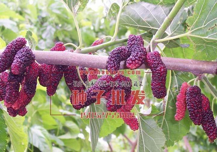 臺(tái)灣長(zhǎng)果桑