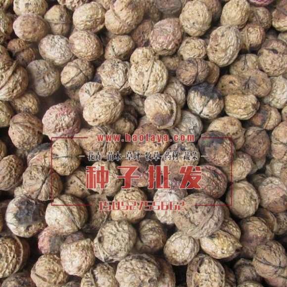核桃種子