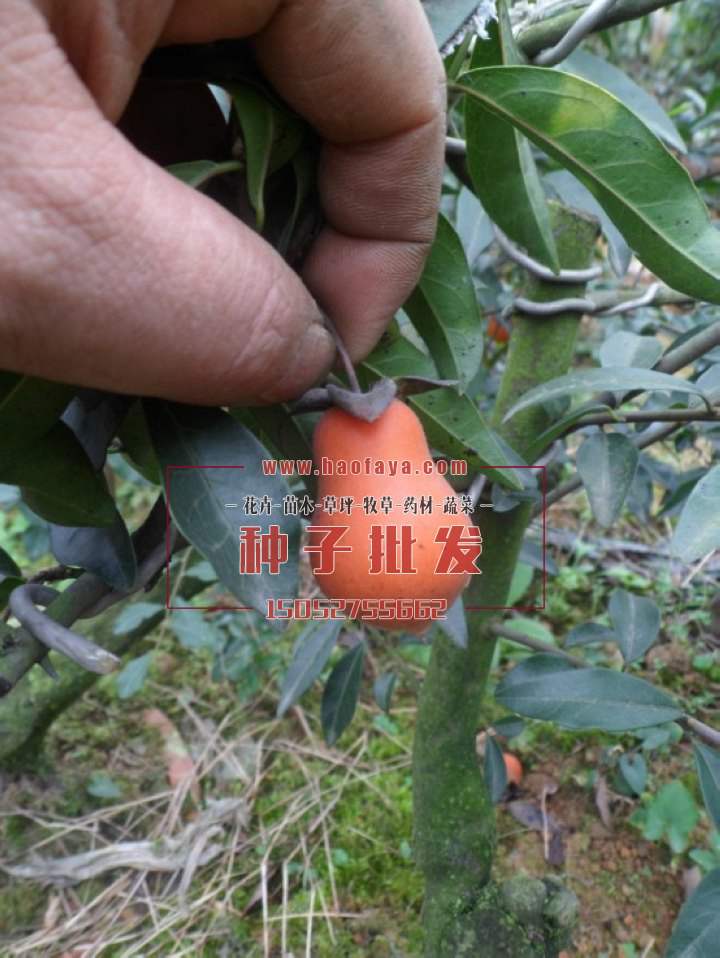 金彈子種植技術