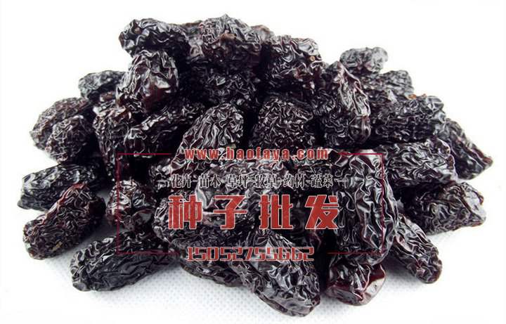 君遷子功效作用