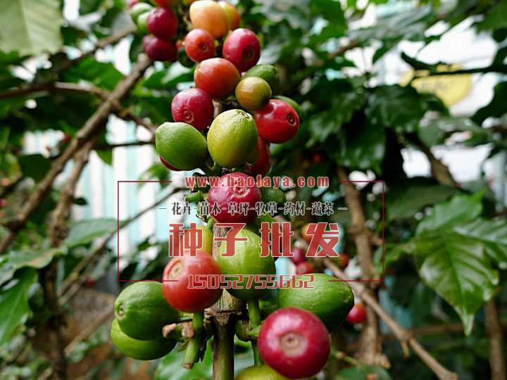 咖啡樹種植栽培技術(shù)