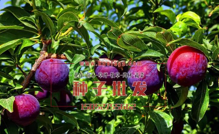 李子種子批發(fā)