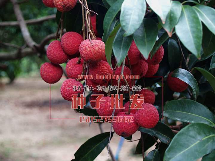 荔枝種子批發(fā)