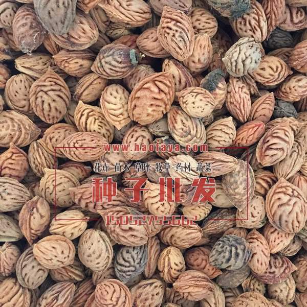 毛桃種子