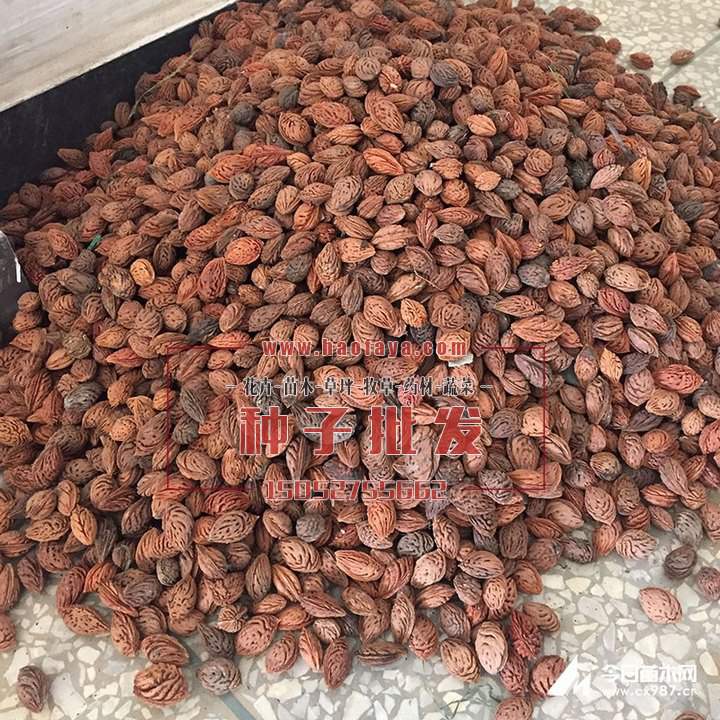 毛桃核種子批發(fā)