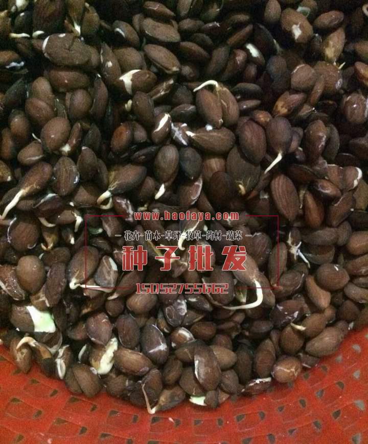 毛桃種子催芽處理