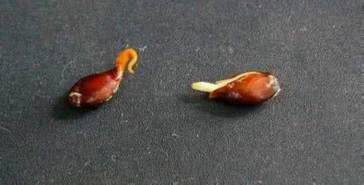 蘋(píng)果種子批發(fā)