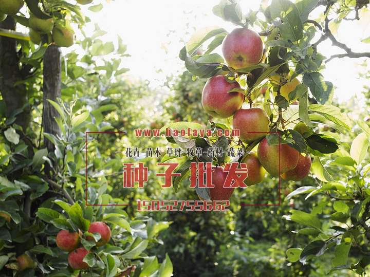 蘋(píng)果樹(shù)