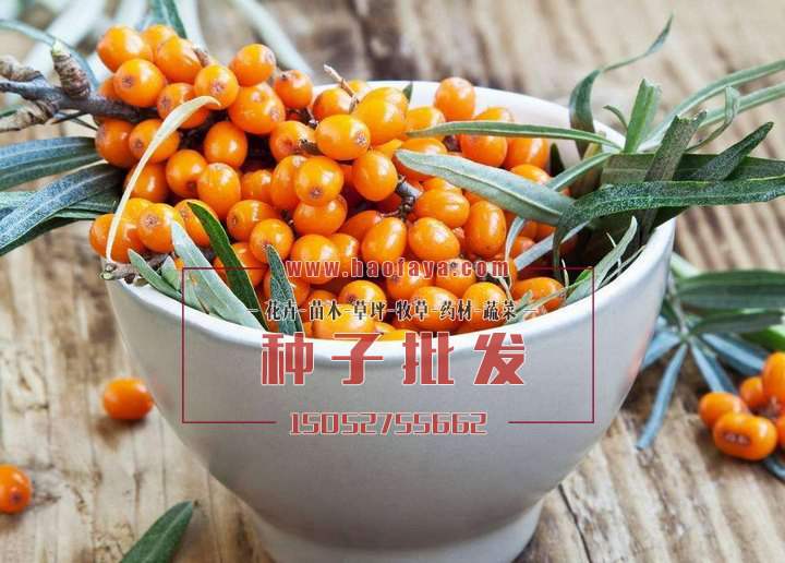 沙棘功效作用及營養(yǎng)