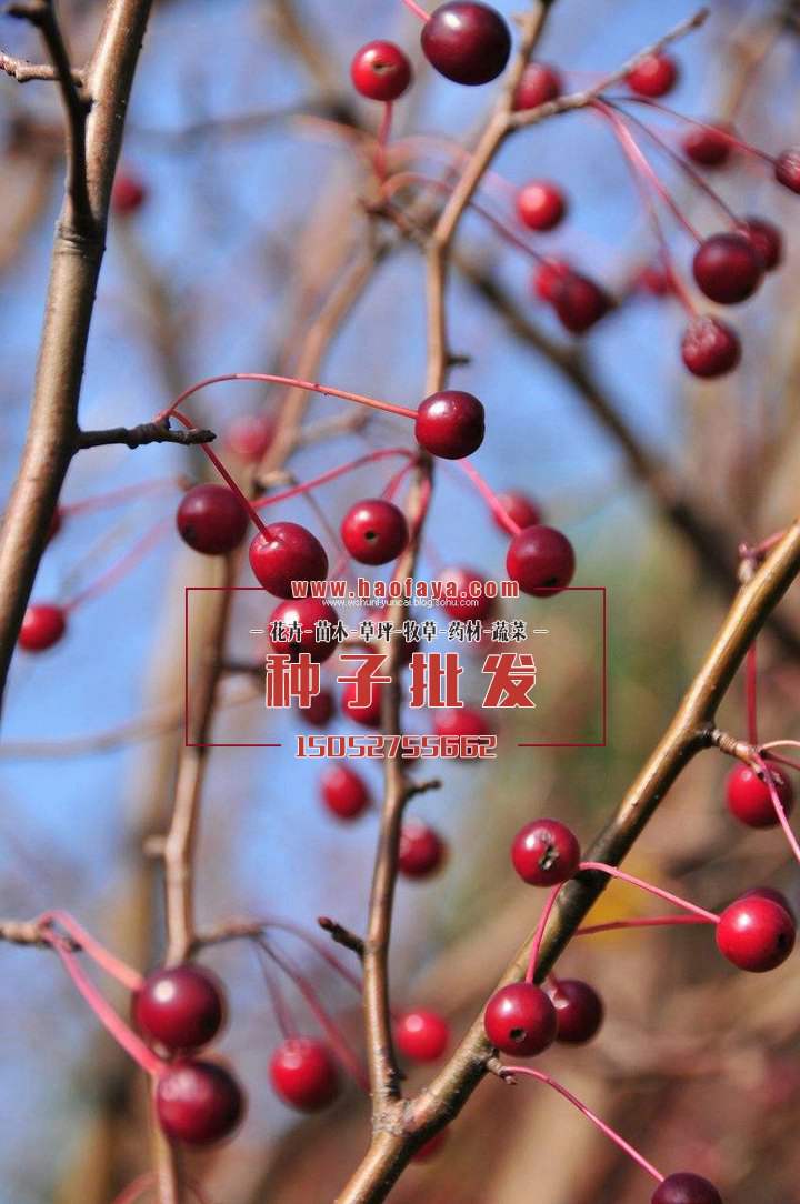 山丁子種植技術