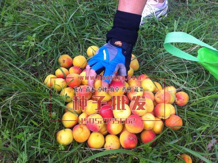 杏樹種植技術