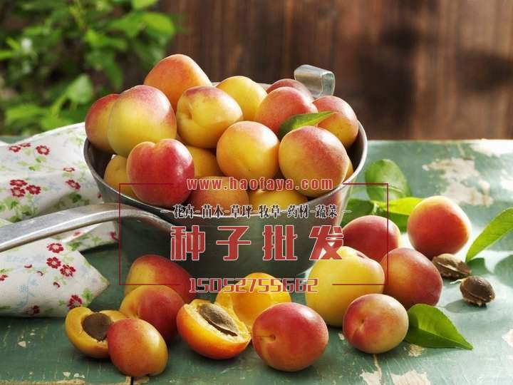 杏子種子批發(fā)價格