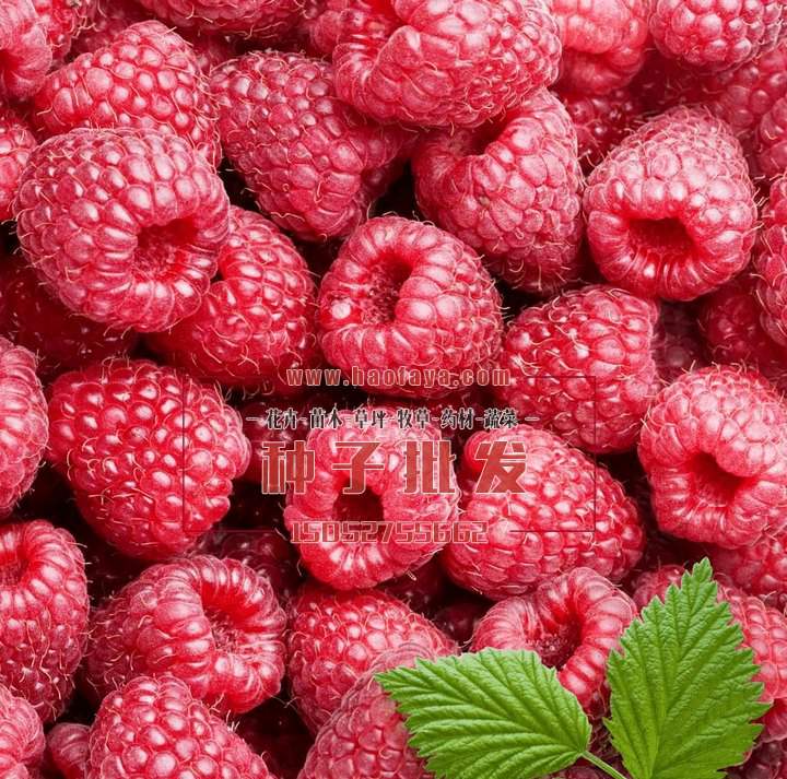 樹(shù)莓樹(shù)