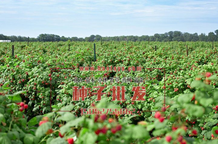 樹(shù)莓種植技術(shù)