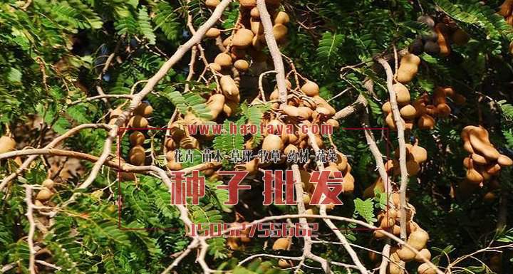 羅望子種子銷售價(jià)格