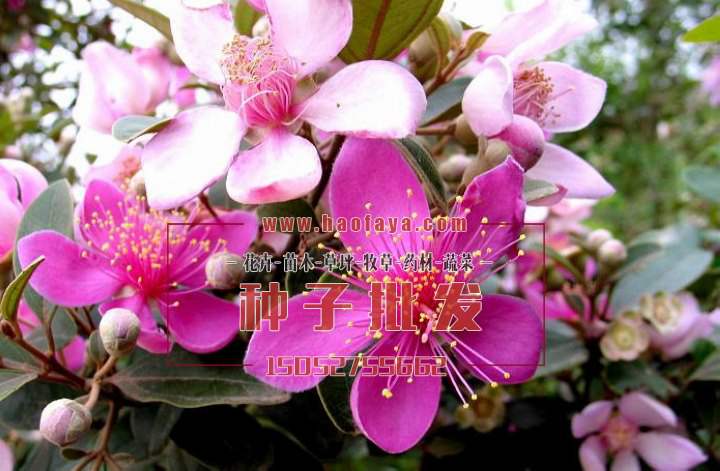 桃金娘功效價值