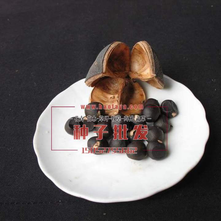 文冠果種子銷售價(jià)格
