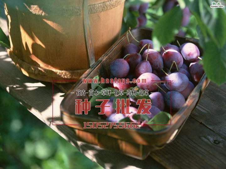 烏梅種植技術(shù)