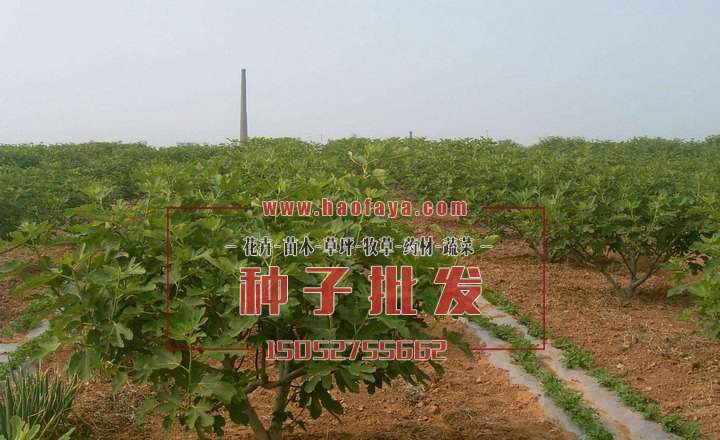 無(wú)花果種植育苗地