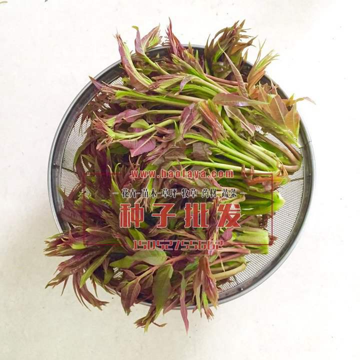 香椿功效與作用