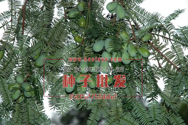 香榧種子種植技術(shù)