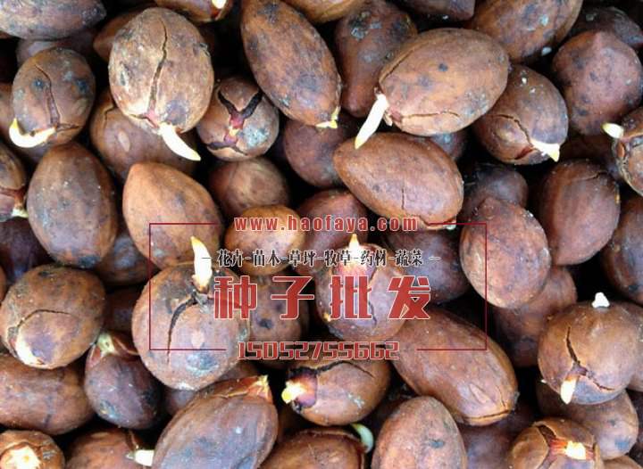 香榧種子批發(fā)價格供應(yīng)