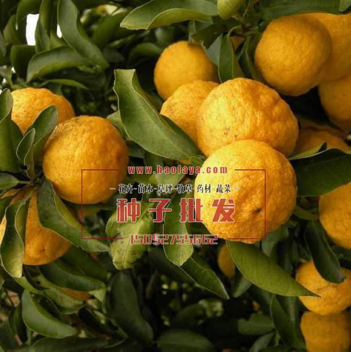 香櫞種子批發(fā)價格