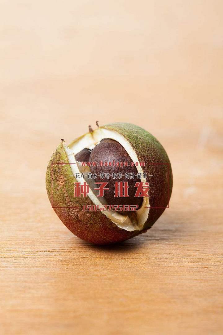 油茶種子批發(fā)