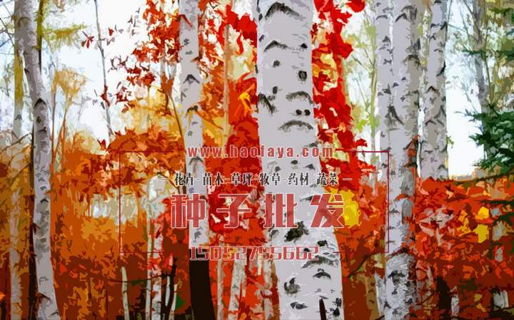 白樺樹種子批發(fā)價格