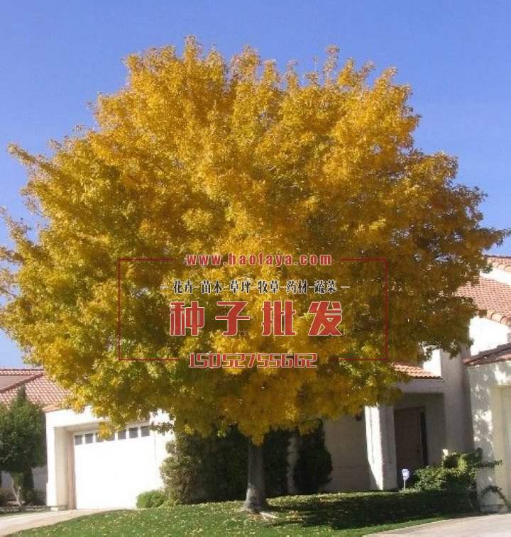 白蠟樹種植技術(shù)