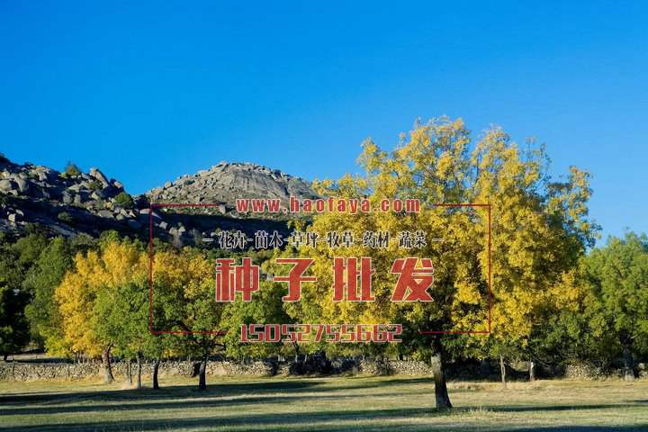 白蠟樹種子銷售價(jià)格