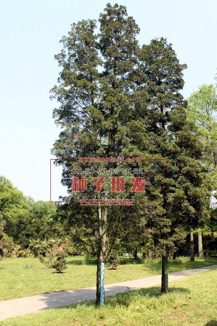 柏木種植技術(shù)