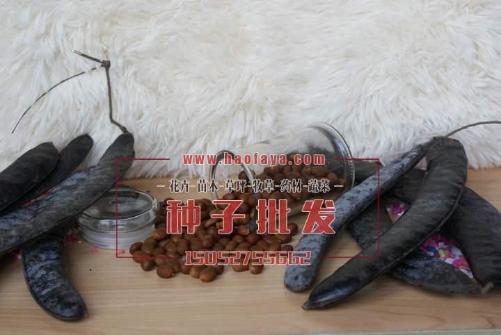 皂角種子批發(fā)