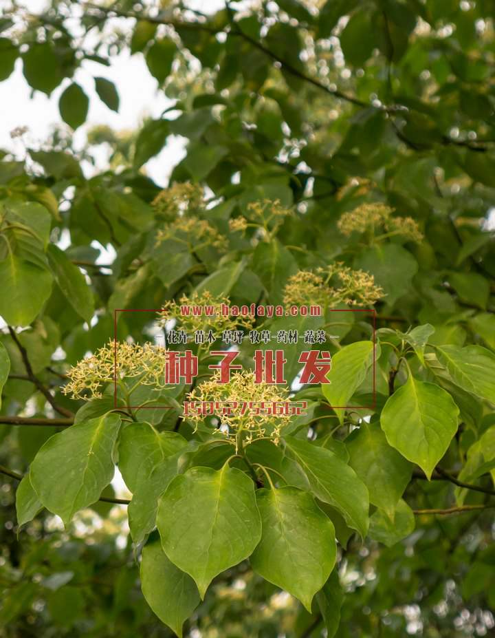 燈臺(tái)樹種子