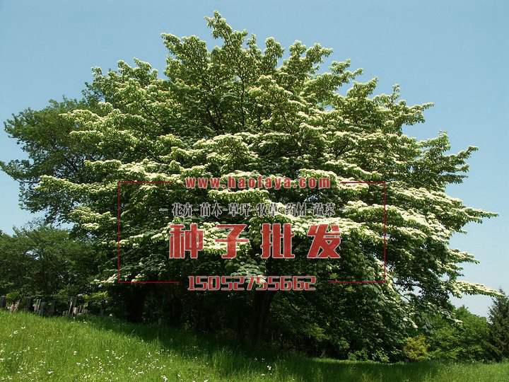 燈臺(tái)樹種植技術(shù)