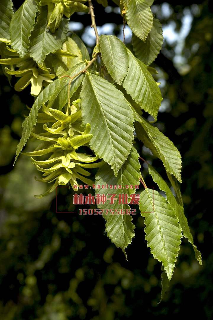 鵝耳櫪種植技術(shù)