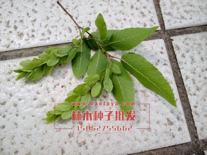 鵝耳櫪種子批發(fā)