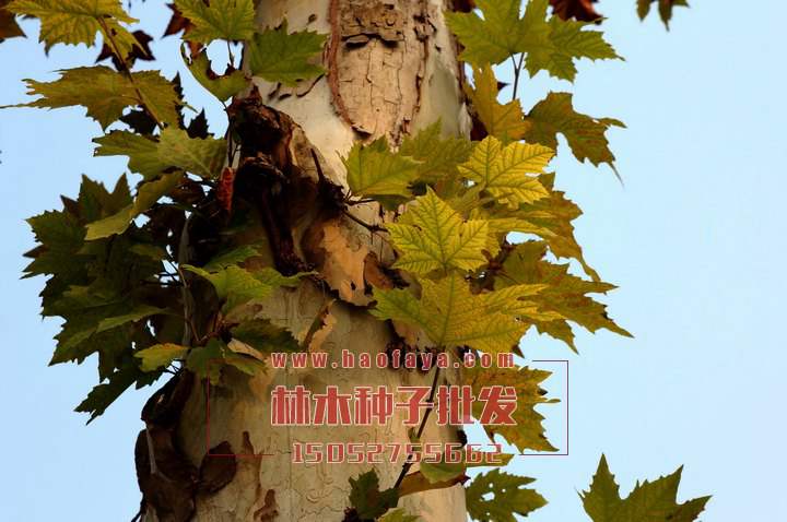 法國梧桐種子銷售價格