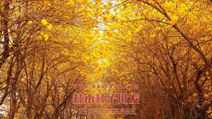 風(fēng)鈴木種植技術(shù)