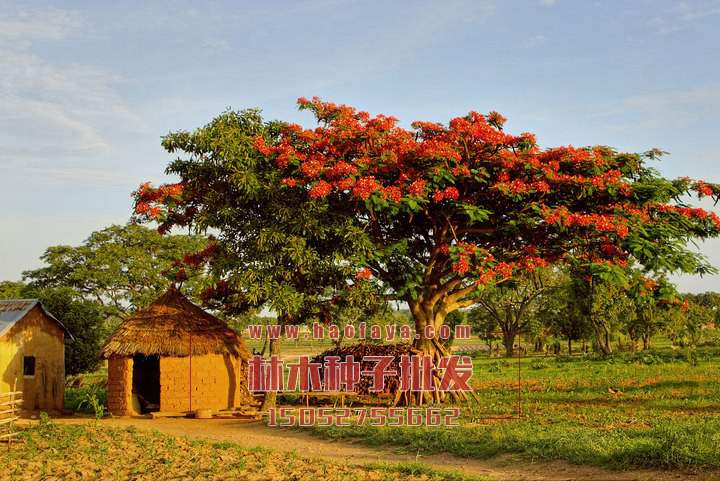 鳳凰木種植技術(shù)