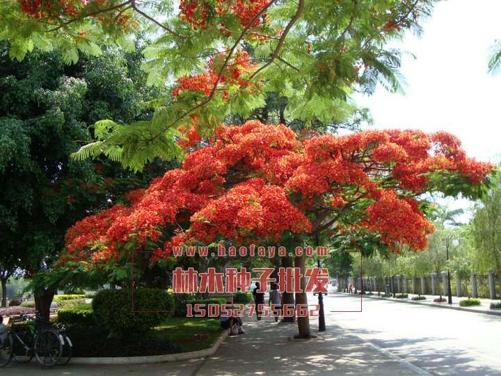 鳳凰木種子處理技術(shù)