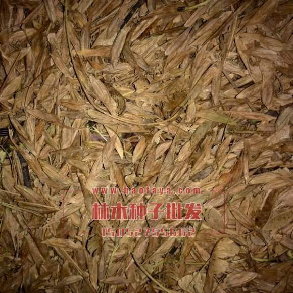 金葉復(fù)葉槭種子