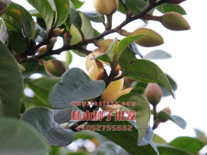 含笑種植技術(shù)