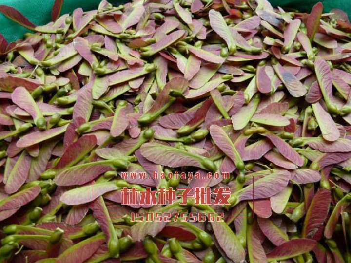 紅翅槭種子批發(fā)