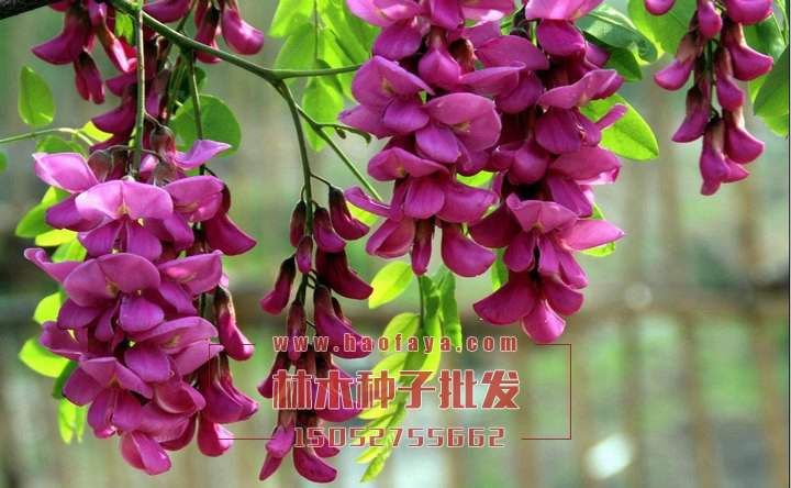 紅花槐種植技術(shù)