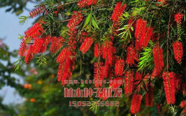 紅千層種植技術(shù)