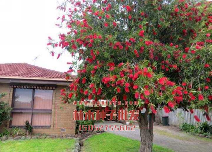 紅千層種子批發(fā)