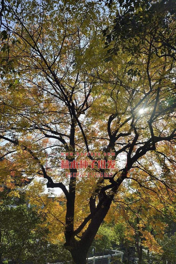 黃連木種子技術(shù)